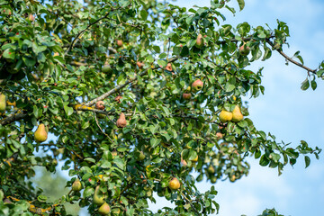 apple tree with fruits in late autumn - 708442981