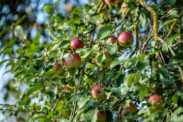 apple tree with fruits in late autumn - 708442991