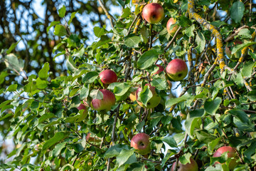 apple tree with fruits in late autumn - 708442995