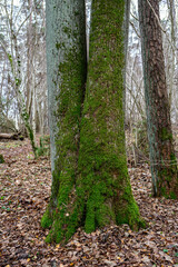 moss covered tree trunks in wild forest - 708443109