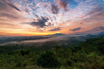 Fototapeta na wymiar Sunrise on Long Coc tea hill, Phu Tho province, Vietnam.