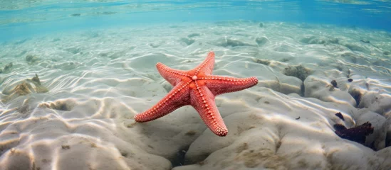 Photo sur Plexiglas Plage de Nungwi, Tanzanie Sea star in Nungwi, Zanzibar, Tanzania
