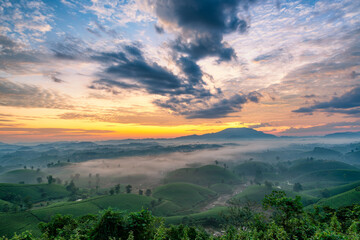 Fototapeta premium Sunrise on Long Coc tea hill, Phu Tho province, Vietnam.