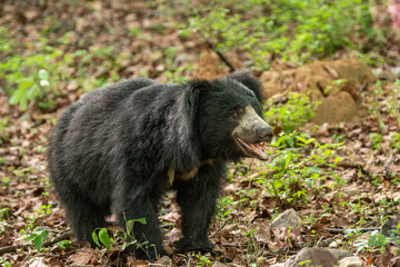 wild Sloth bear or Melursus ursinus or Indian bear closeup or portrait adult male face expression in natural green background habitat Dangerous black animal Ranthambore National Park Rajasthan India