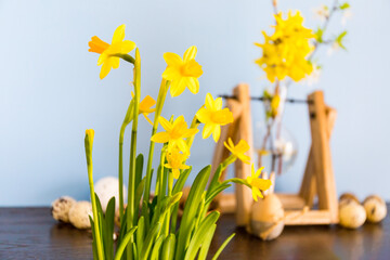 Yellow daffodils, blue background