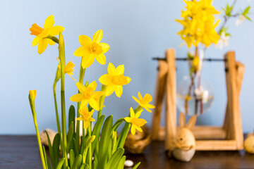 Easter card concept, daffodils, blue background