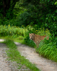 Indian wild male leopard or panther or panthera pardus with an eye contact standing near track or...