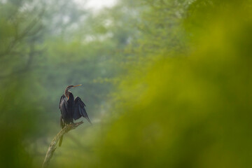 Oriental darter or Indian darter or Anhinga melanogaster fine art portrait basking or sunning perched in natural green foreground at keoladeo national park bharatpur bird sanctuary rajasthan india