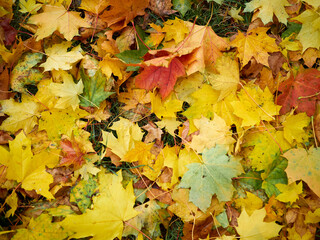 Yellow maple leaves lie on the ground like a continuous carpet