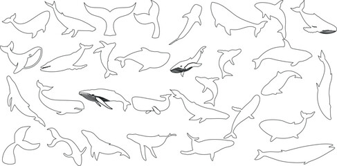 Whale line art, diverse species, vector illustration. Perfect for educational content, wildlife preservation campaigns, ocean-themed designs
