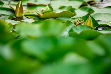 Frog resting. Pool frog sitting on leaf. Pelophylax lessonae. European frog. Marsh frog with Nymphaea leaf.