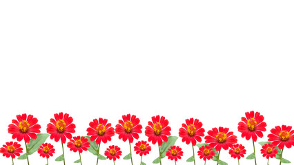 red zinnia flowers, isolated on transparent background, bottom background.