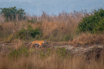 Indian wild female bengal tiger or panthera tigris running or prowl behind prey in terai region...