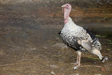 White Turkey is stand up  and rest in garden at thailand