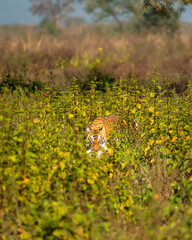 wild female bengal tiger or panthera tigris with spotted deer or chital kill neck in jaws mouth...