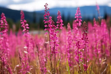 Zelfklevend Fotobehang lavender field in the mountains. Generative Ai © Shades3d