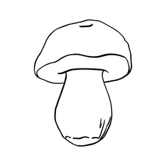 Vector black line contour illustration mushroom drawn by hand, family of edible mushrooms. Simple flat graphic porcini clip art for the design. Line hand drawing wildlife clip art for print, fabric