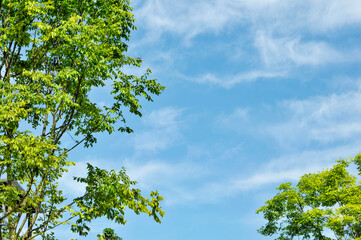 green leaves against blue sky
