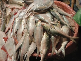 Hilsa fish (Bangladeshi National fish) ilish fish