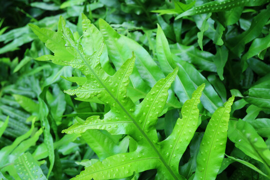 Vibrant Green Leaf's Top Surface of Laua'e Ferns or Microsorum Scolopendria