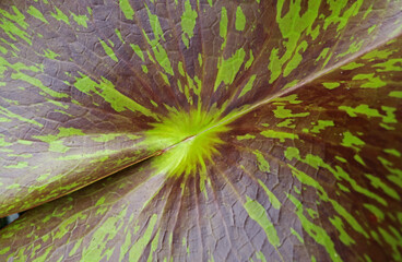 Beautiful Deep Purple Red and Green Variegated Water Lily Pad Floating in a Pond