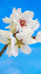 almond blossom isolated in macro photography