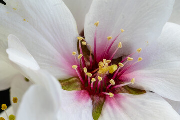 Fototapeta na wymiar almond blossom isolated in macro photography