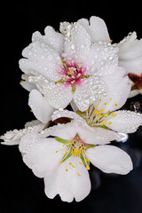 almond blossom isolated in macro photography