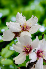 Obraz premium almond blossom isolated in macro photography