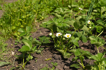 Strawberries bloom in the garden on the ground