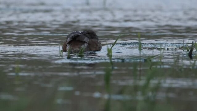 The female Common pochard feeds in shallow water. Beautiful video by Aythya ferina. The bird is wet, in drops of water.