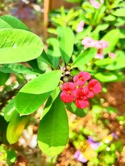 red currant bush