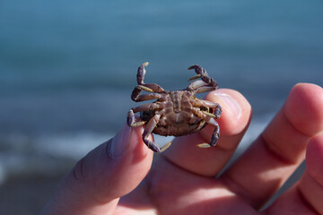 Man holds small sea crab in his hand. Male hand against background of ocean water. Waves. Concept of summer vacation, holiday by sea, tourism, travel, relax. Batumi, Georgia.