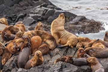 Naklejka premium Unspoilt, wild nature in Patagonia in the Beagle Channel.