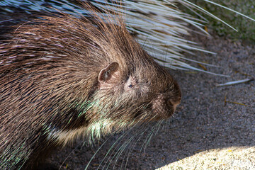 El puercoespín tiene púas muy puntiagudas que se caen y se reemplazan, y también tiene ojos muy pequeños.