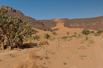 Fototapeta na wymiar View of the Tadrart Rouge rocky mountain range and the Apple of Sodom (Calotropis procera) tropical bushes in Tassili n Ajjer National Park. Sahara desert, Algeria, Africa.