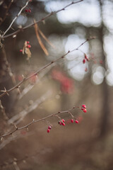 autumn nature with red wild fruits