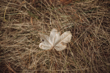 autumn dry leaf on the ground