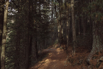 Fototapeta premium path in the forest