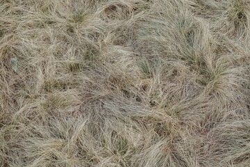 grass background