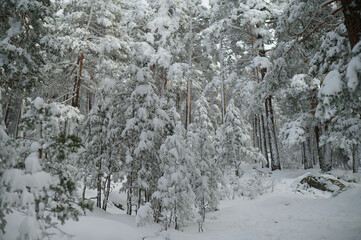 The Sierra de Guadarrama National Park after a heavy snowfall. Community of Madrid and Segovia