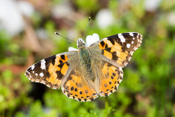 Painted lady butterfly, Vanessa Cardui, dorsal view