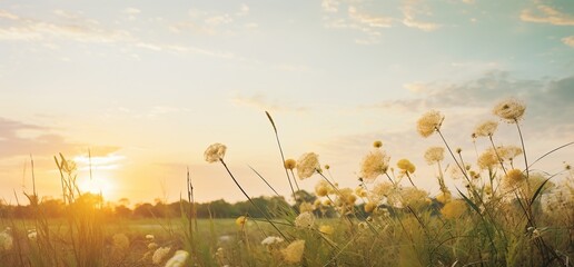 Field of wildflowers at sunset - obrazy, fototapety, plakaty