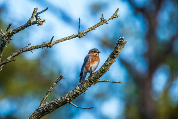 Eastern Blue Bird perched on a branch.