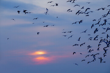  flock of seagulls flying in the setting sun into the sea