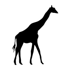 vector hand drawn giraffe silhouette