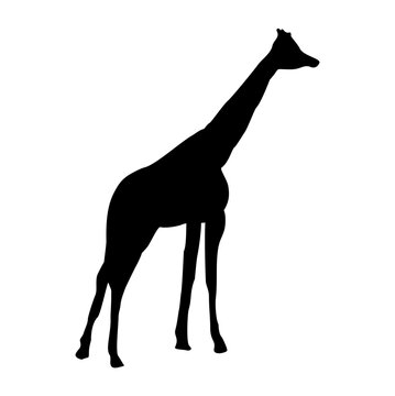 vector hand drawn giraffe silhouette