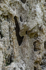Rock cliff background, fossil rock, aquascape background material, paludarium