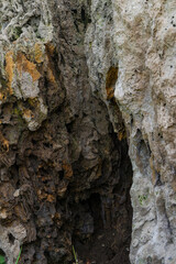 Rock cliff background, fossil rock, aquascape background material, paludarium