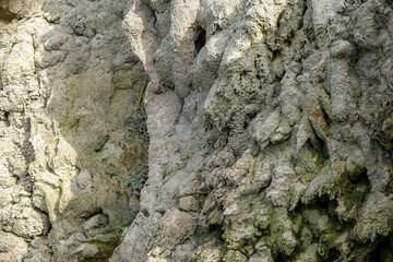 Rock cliff background, fossil rock, aquascape background material, paludarium